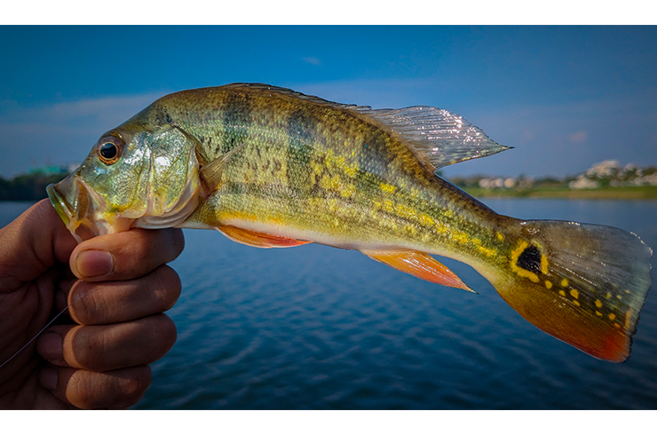 Цихла монокулус – ценный трофей для любителей рыбалки
