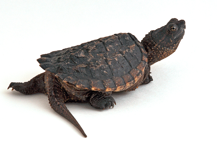 Длинный хвост у юной каймановой черепахи