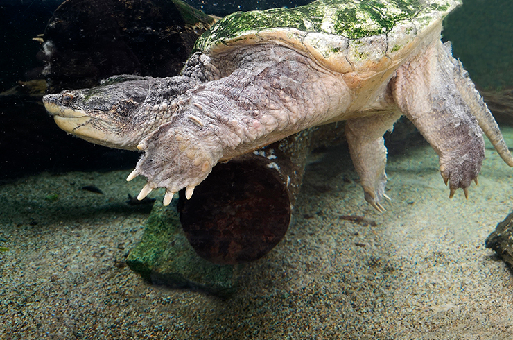 Для содержания каймановой черепахи потребуется очень большой аквариум с мощной системой фильтрации