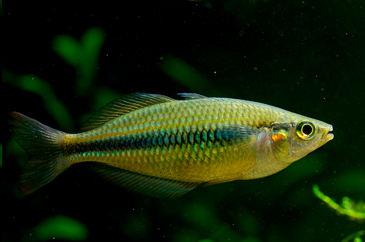 Излишняя подвижность меланотении Аксельрода может вызывать стресс у медлительных рыб