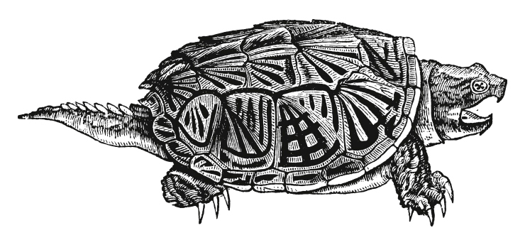 Изображение каймановой черепахи из энциклопедии конца XIX века