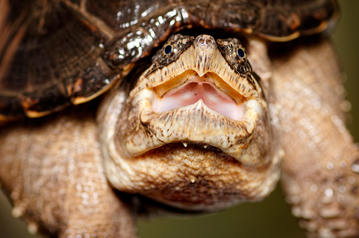 Каймановая черепаха очень агрессивна и не поддается дрессировке
