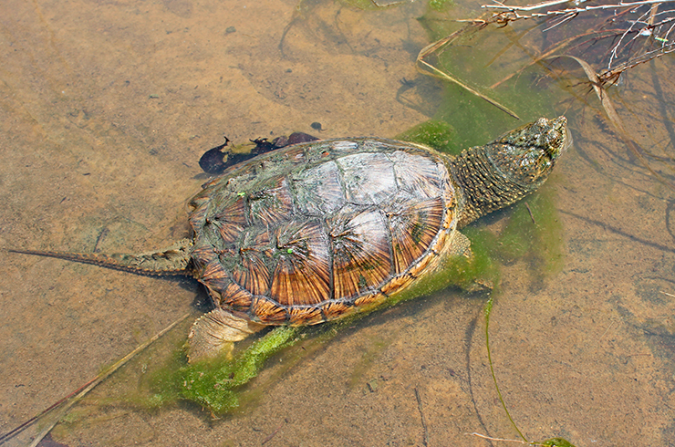 Каймановая черепаха в естественной среде обитания