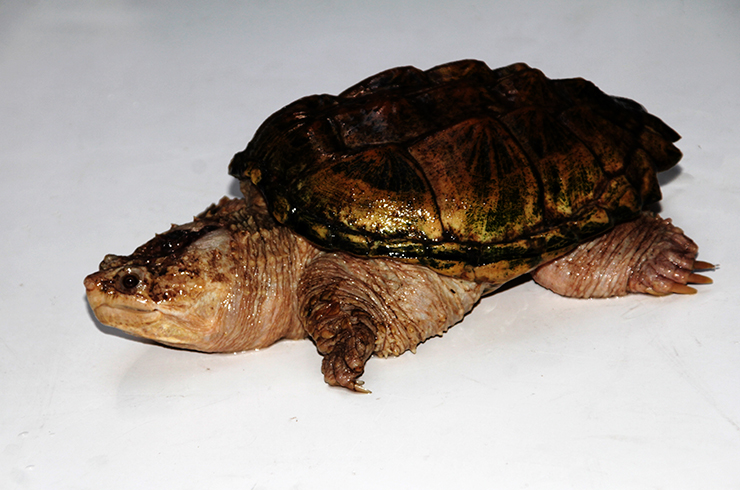 Каймановая черепаха. Внешний вид