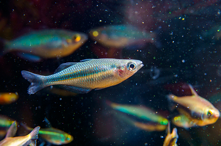 Меланотении озёрные отлично уживаются с большинством популярных аквариумных рыбок