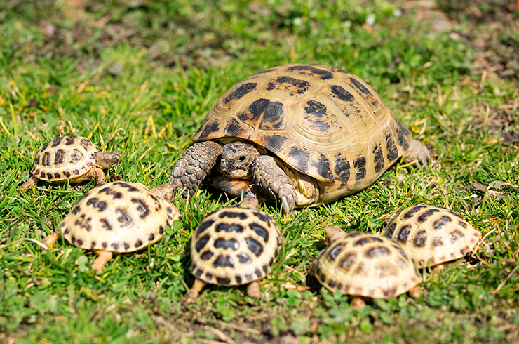 Самка среднеазиатской черепахи с новым поколением