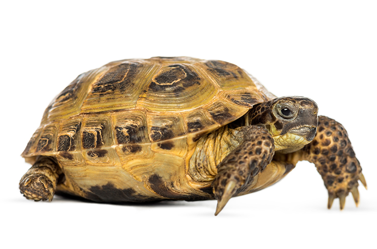 Среднеазиатская черепаха. Внешний вид