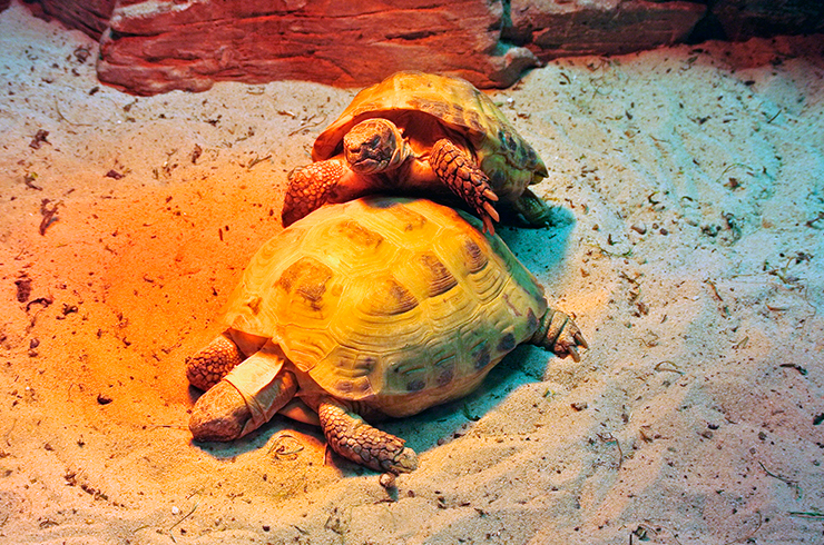 Тепловые и УФ-лампы обязательно должны быть установлены в террариум со среднеазиатскими черепахами