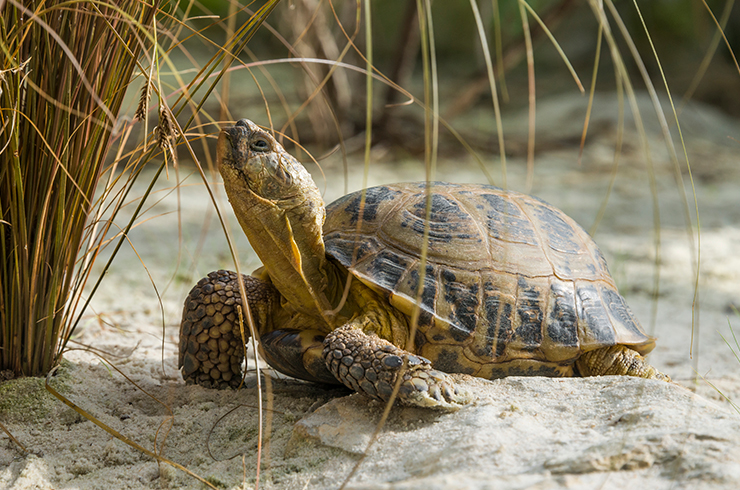 В комфортных условиях среднеазиатские черепахи могут прожить не одно десятилетие