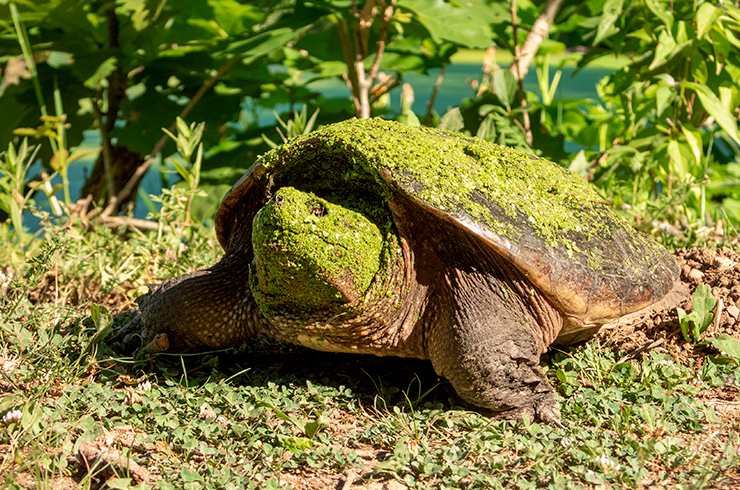 В природе каймановые черепахи поджидают добычу, зарываясь в ил