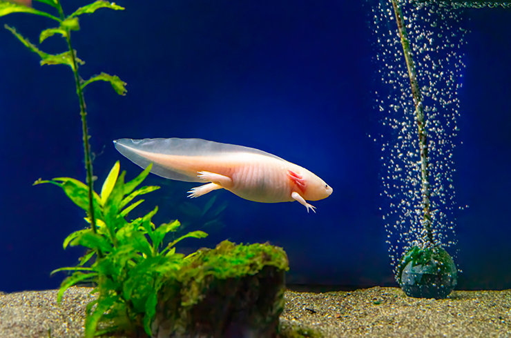 Аксолотль альбинос в аквариуме