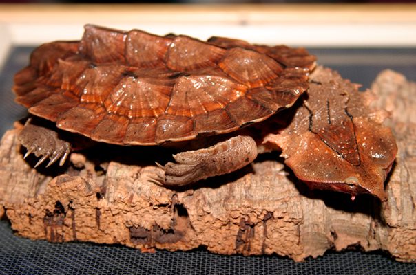 Бахромчатая черепаха, или матамата