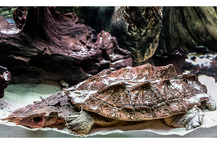 Большую часть времени бахромчатые черепахи проводят, лёжа на дне