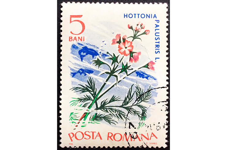 Марка с изображением хоттонии палюстрис. Румыния, 1966 г.