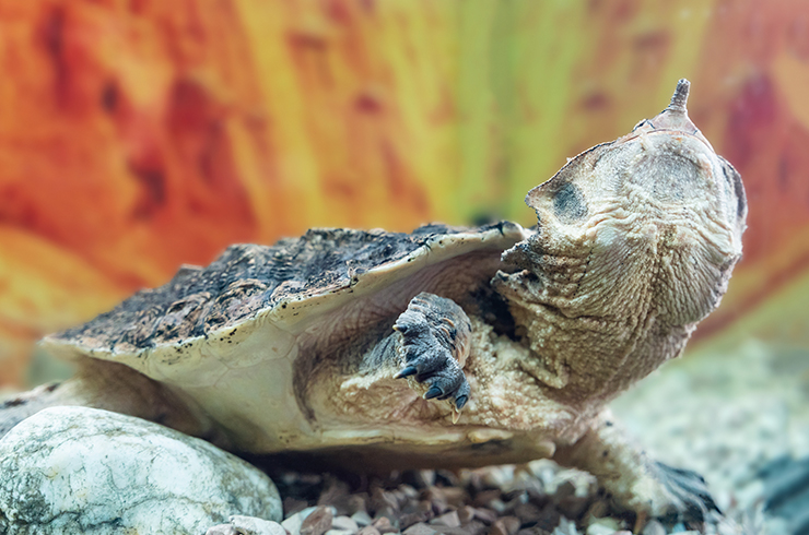 Матамата – черепаха с самой необычной внешностью