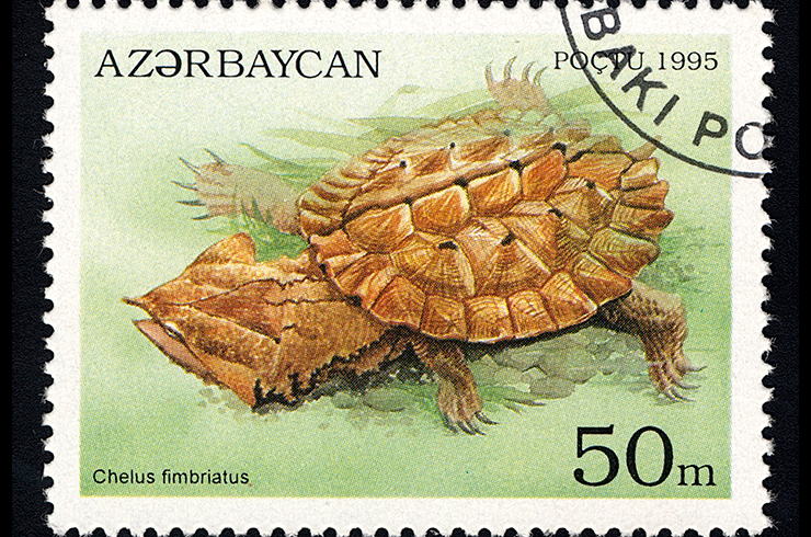 Почтовая марка с изображением бахромчатой черепахи. Азербайджан, 1995