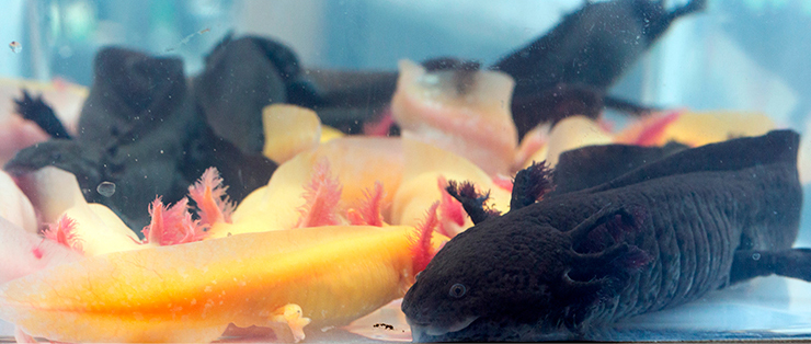 Золотого аксолотля можно содержать в одном аквариуме с другими цветовыми морфами