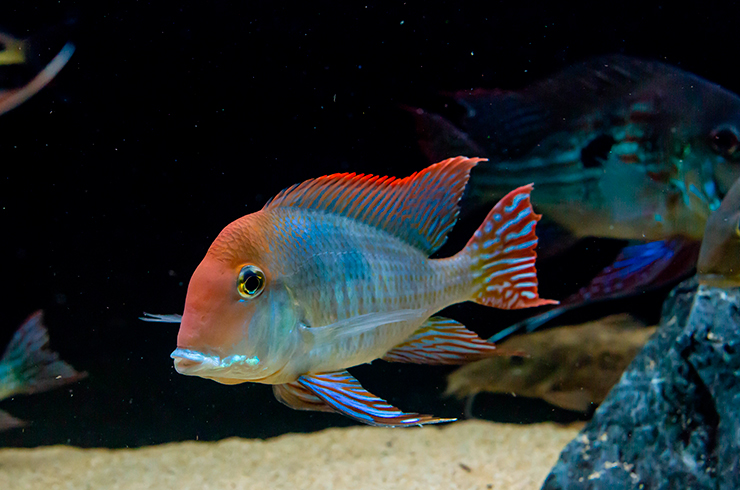 Геофагус красноголовый хорошо уживается с соразмерными рыбками