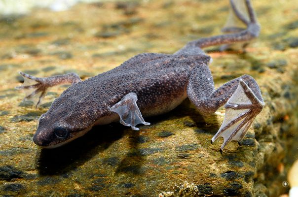 Аквариумные лягушки – необычные аквариумные питомцы