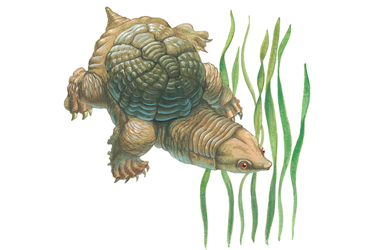 Биологический рисунок головастой иловой черепахи
