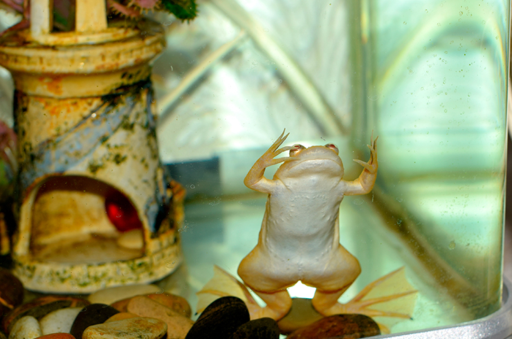Шпорцевая лягушка в аквариуме