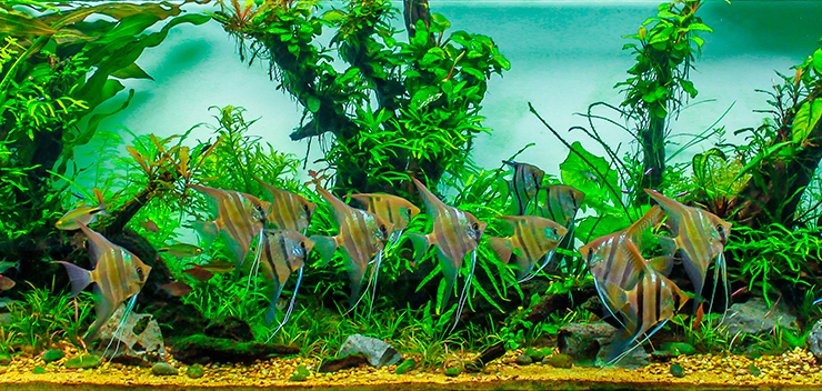 Скалярии Рио-Нанай в аквариуме
