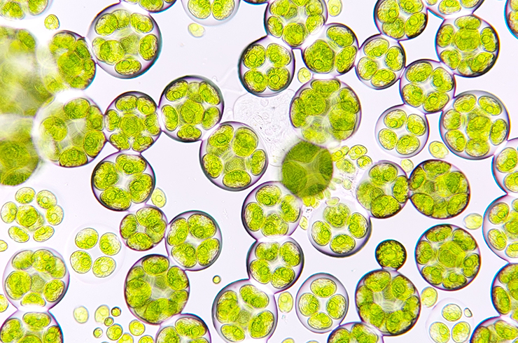 Микроскопические зелёные водоросли вызывают цветение воды
