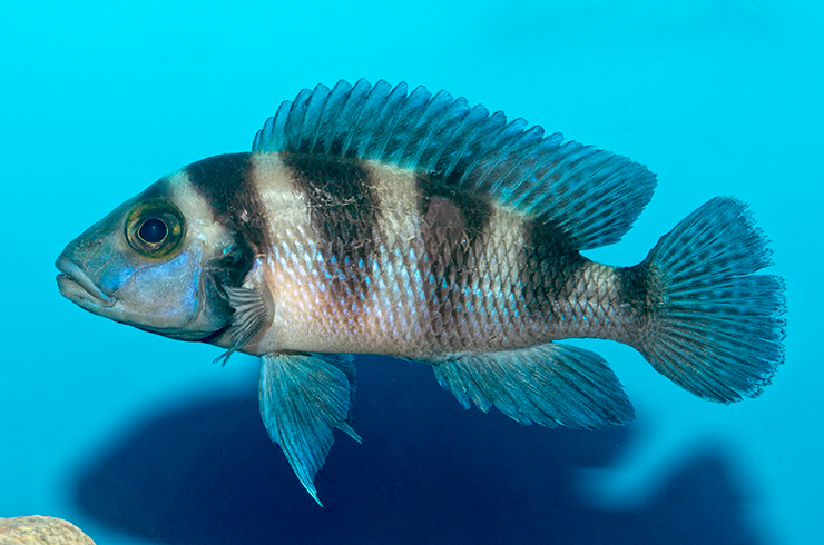 Бело-синяя морфа неолампрологуса шестиполосого
