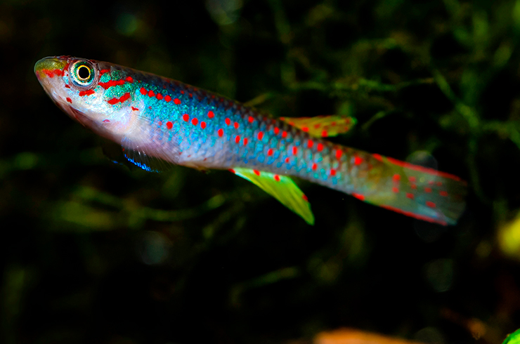 Афиосемион красноточечный. Внешний вид