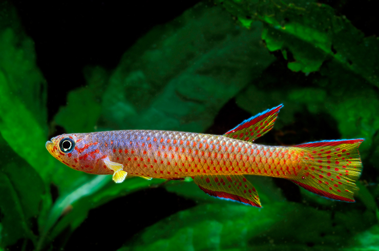 Для содержания афиосемиона красноточечного не потребуется большой аквариум