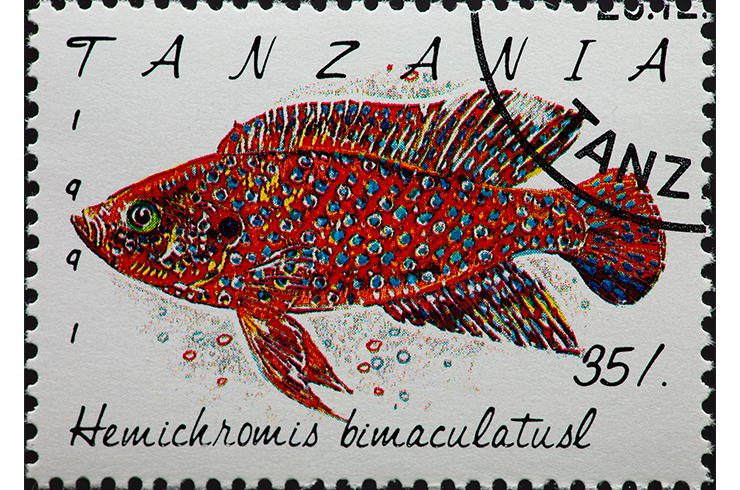 Марка с изображением хемихромиса, Танзания, 1991 г.