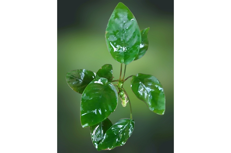 Анубиас карликовый. Внешний вид