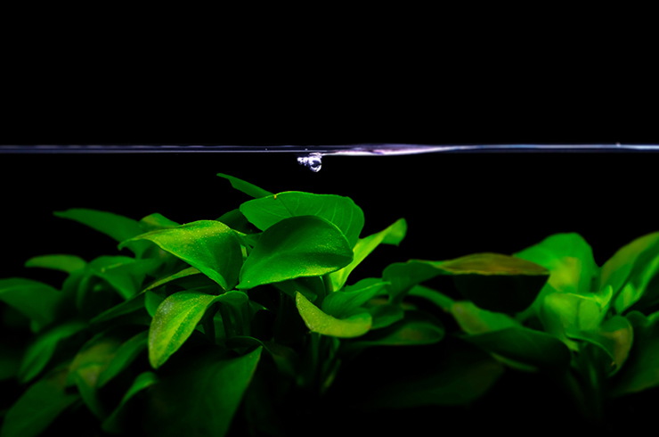 Анубиас нана хорошо переносит затенение