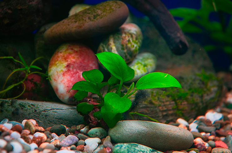 Анубиас нано легко растет без посадки в грунт