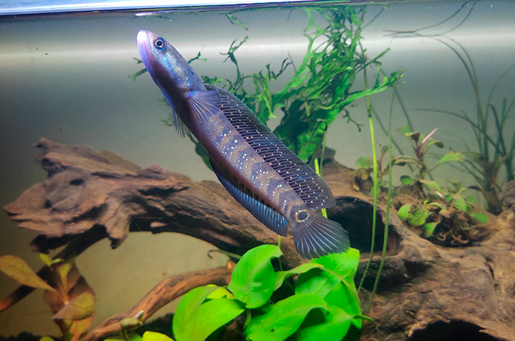 Азиатские змееголовы всплывают на поверхность воды, чтобы сделать глоток воздуха