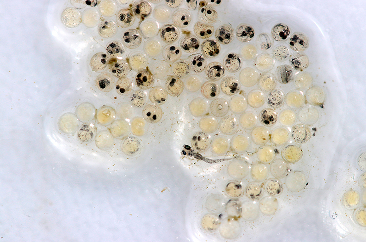 Икринки оризиаса данцена