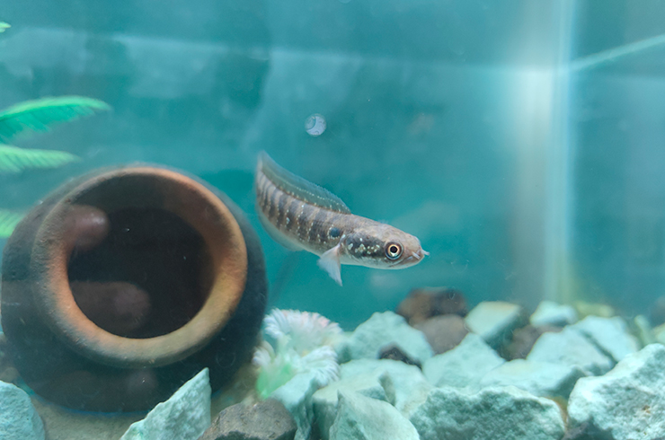 Молодой азиатский змееголов в аквариуме