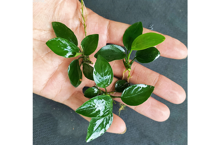 Небольшой размер – одна из главных особенностей анубиаса нана