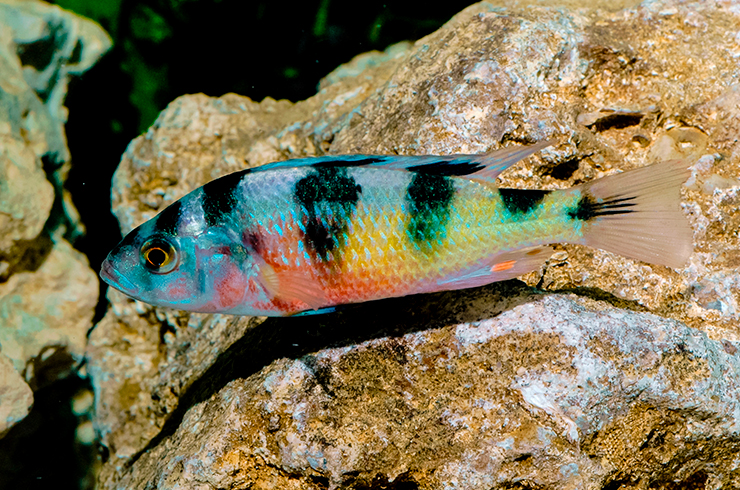 Окрас у хаплохромиса Тигровая зебра очень привлекательный