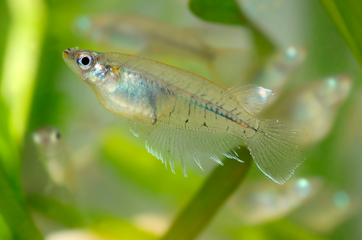 Оризиас данцена. Внешний вид