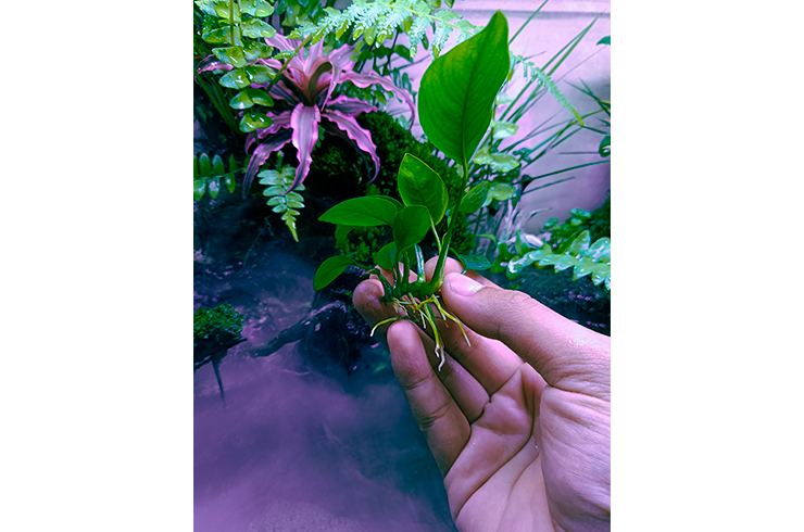 Размножить анубиас нана можно делением корневища