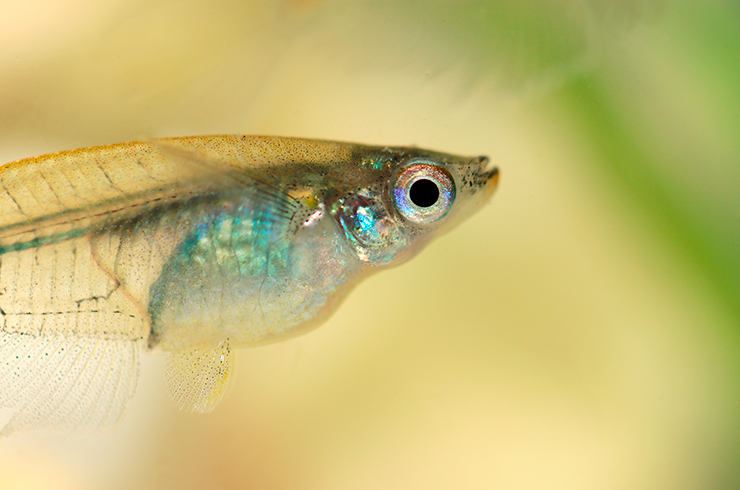 Рот у оризиаса данцена небольшой