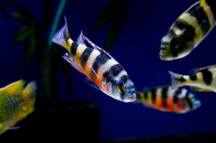 Содержать хаплохромиса Тигровая зебра лучше всего гаремами
