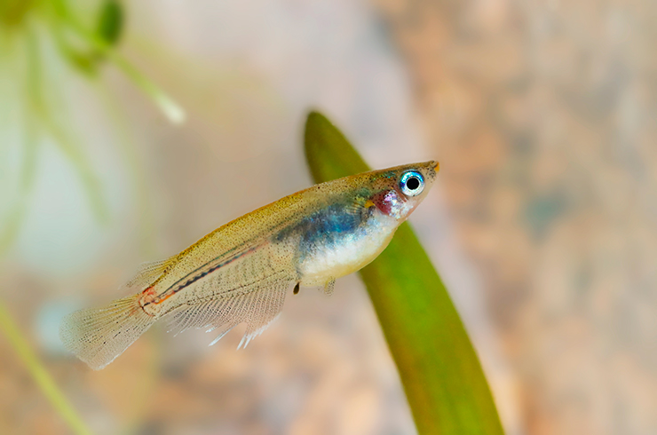 Содержат оризиасов данцена в аквариумах от 30 литров