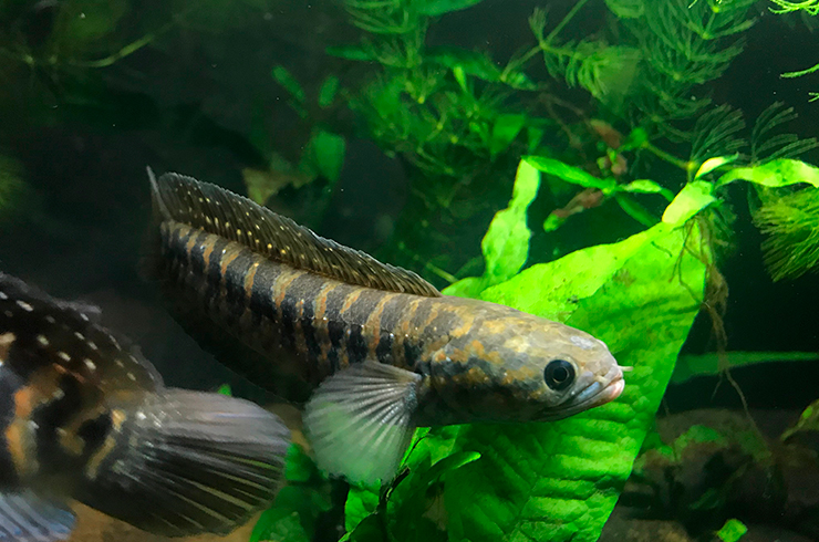 Содержать змееголовов лучше всего в видовом аквариуме