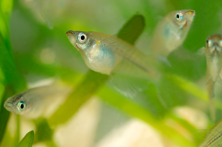 В группах оризиасы данцена чувствуют себя увереннее