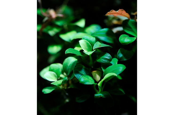 В природе анубиас карликовый произрастает по берегам рек