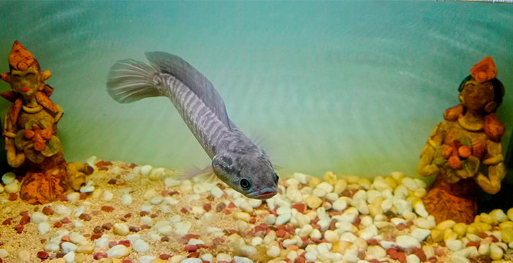 Змееголовы имеют крупные чешуйки на голове