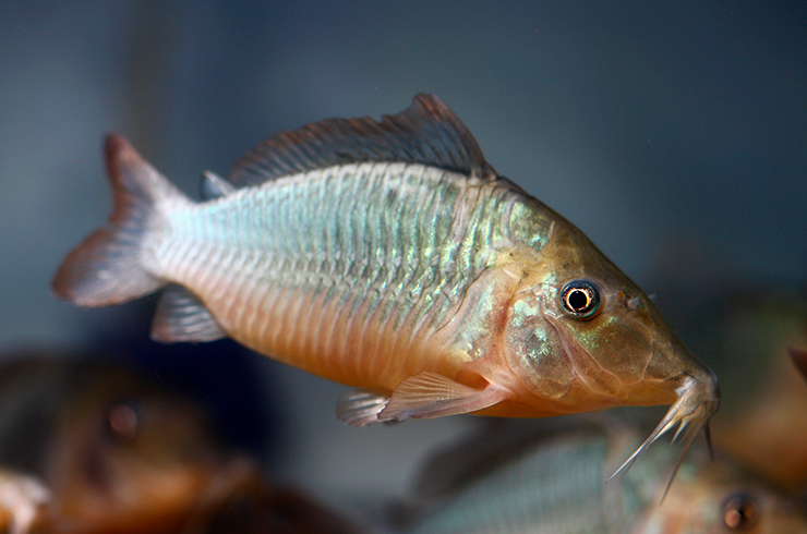 Брохисы носатые способны вырастать до 10 см в длину