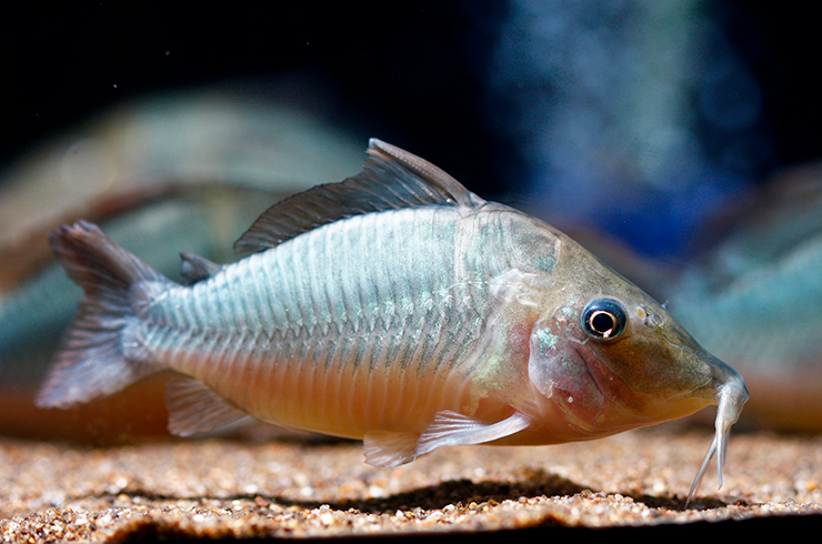 Для кормления брохисов используйте сухие корма для донных рыб